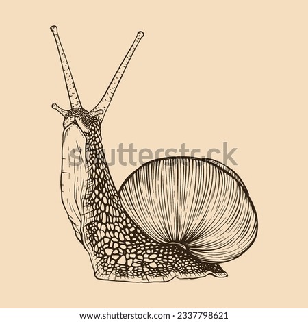 Snail hand drawn. Vintage line engraving style. Vector illustration