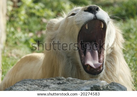 A male lion letting out a loud roar.