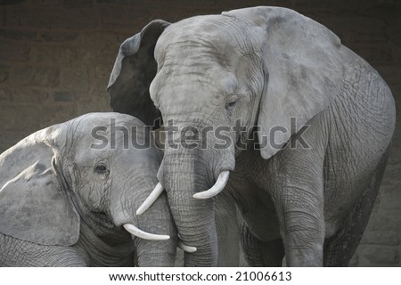 A mother and child elephant in love, cuddling.