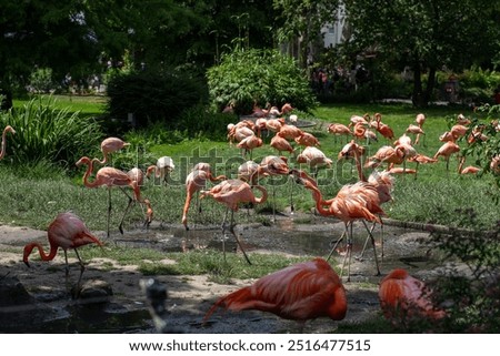 Similar – Foto Bild Großer Tiergarten Allee