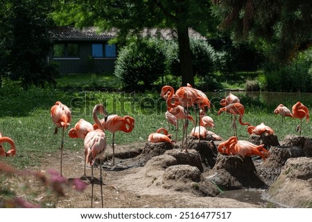 Similar – Foto Bild Großer Tiergarten Allee