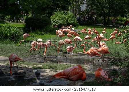 Similar – Foto Bild Großer Tiergarten Allee