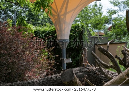 Similar – Foto Bild Großer Tiergarten Allee