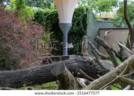 Similar – Foto Bild Großer Tiergarten Allee