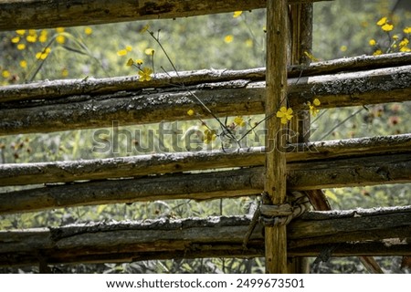 Similar – Image, Stock Photo Swedish buttercups Yellow
