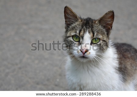 Sad homeless kitten with green eyes on a gray background closeup