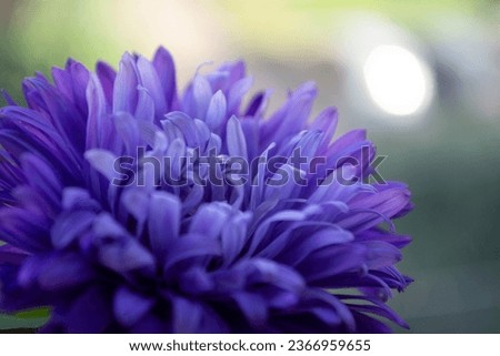 Similar – Image, Stock Photo Flower Macro shot