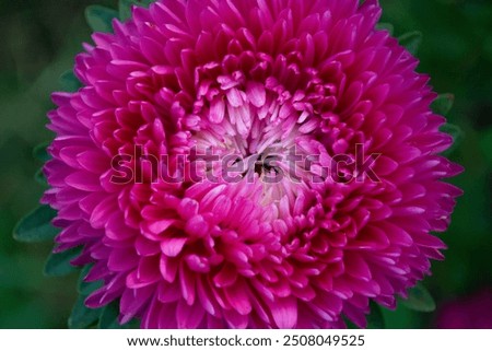 Similar – Foto Bild Rosa Aster in Großaufnahme