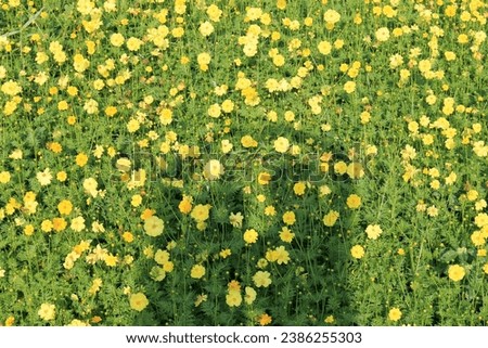 flowers, yellow, green leaves, shadow, kurak, flower field, nature Stok fotoğraf © 