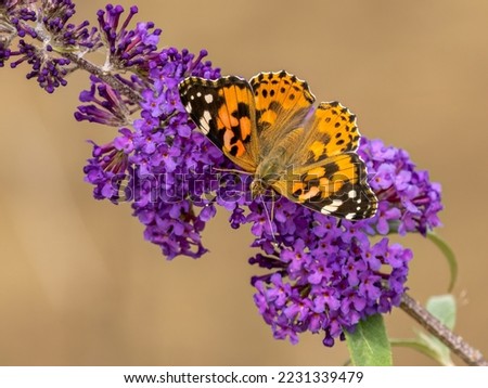 Similar – Foto Bild Vanessa cardui. Bunter Schmetterling auf einem Blatt sitzend. Selektiver Fokus auf Makrofotografie.