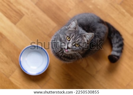 Hungry cat wants to eat, top view. Cat sitting on kitchen floor, begging for food. A kitten and an empty bowl. Hungry cat sits near an empty bowl and silently asks for food. Care for pets. Funny cats. Stockfoto © 