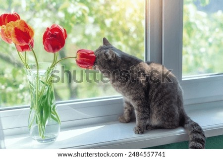 Similar – Image, Stock Photo Colourful tulips Lifestyle