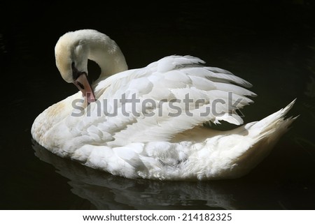 A white swan on a dark watered lake