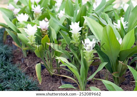 Curcuma alismatifolia, Siam tulip or summer tulip in the garden