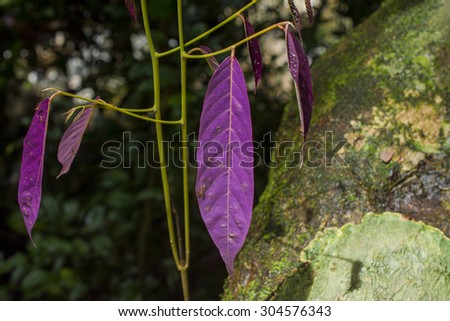 colorful leaf pattern in nature