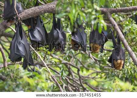 Bat hanging on a tree branch