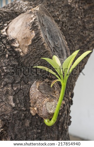 New Growth on an Old Tree and sprouting leaves on a trunk