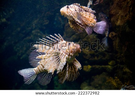 Zebra Lion Fish. Photo, picture