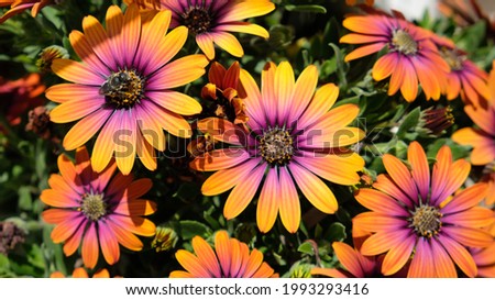 Similar – Image, Stock Photo Osteospermum from Sicily, which escaped cultivation