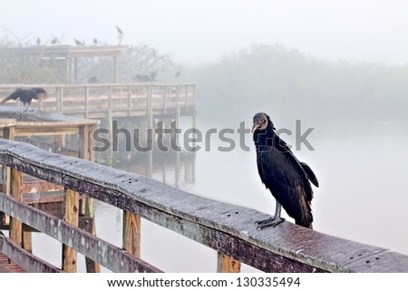 Boardwalk on the Anhinga Trail in the Everglades National Park early in the morning before the visitors arrive with a close up of a black vulture (Coragyps atratus)