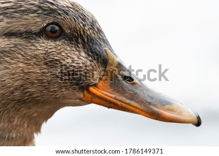 The mallard (Anas platyrhynchos), detailed portrait of female duck. Brown eye, black strip from the top to the beak, brown feathers, orange beak. White diffused background. Scene from wild nature. 