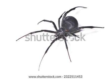 Similar – Image, Stock Photo arachnids