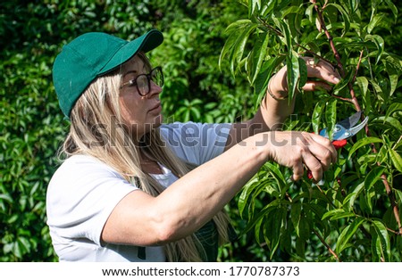 Woman trimming a tree and using scissors in orchard. Zdjęcia stock © 