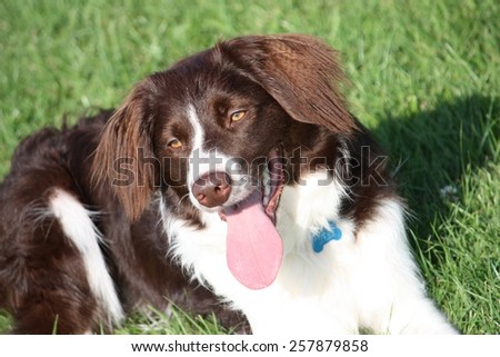 very cute liver and white collie cross springer spaniel pet dog