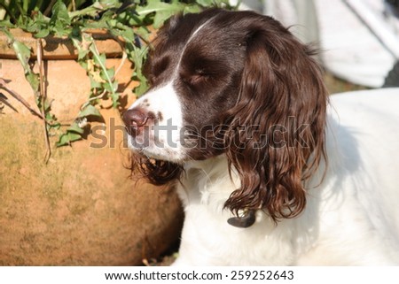 Very cute liver and white working type english springer spaniel