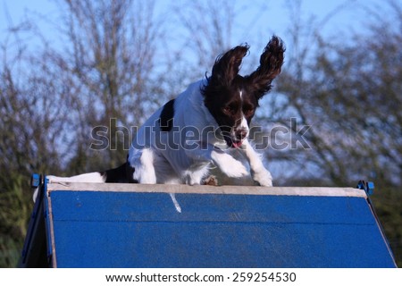 a working type english springer spaniel pet gundog running over an agility a-frame