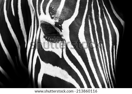 Similar – Image, Stock Photo Zebra eye zebra closeup