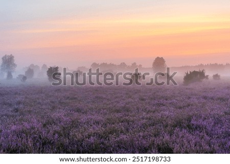 Similar – Foto Bild Heideblüte mit einer versteckten Biene