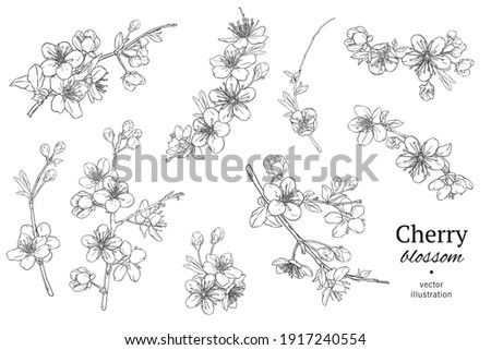 Hand drawn branch of sakura with blooms, flowers, leaves, petals.  Modern line art style. Botanical composition for card, invitation, logo, fabric print, packaging.