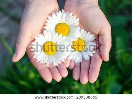 Hands holding several white camomile flowers.