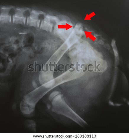 x ray for fracture leg in dog