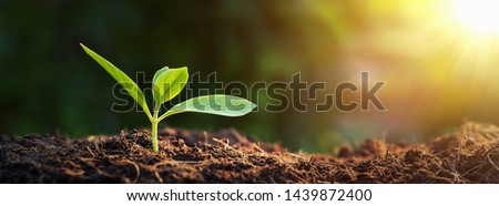 Image, Stock Photo the small trees grow on the shore and reflect in the calm blue water like a symbiosis with the clouds