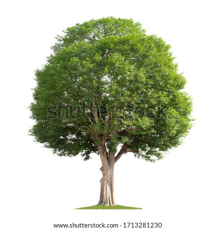 Similar – Image, Stock Photo lonely tree Tree leaves