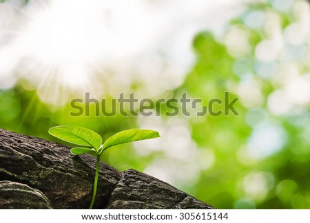 small tree growth in forest and stone
