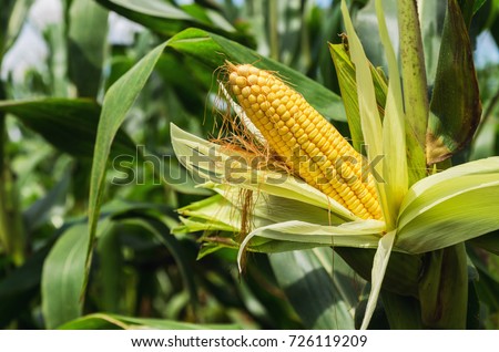 Similar – Image, Stock Photo Corn cobs (in the maize field)