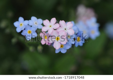 Similar – Foto Bild Blüten des breitblättrigen Vergissmeinnichts (Myosotis latifolia). Integrales Naturreservat von Mencáfete. Frontera. El Hierro. Kanarische Inseln. Spanien.