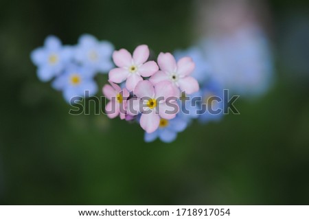 Similar – Foto Bild Blüten des breitblättrigen Vergissmeinnichts (Myosotis latifolia). Integrales Naturreservat von Mencáfete. Frontera. El Hierro. Kanarische Inseln. Spanien.