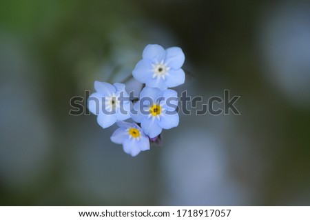 Similar – Foto Bild Blüten des breitblättrigen Vergissmeinnichts (Myosotis latifolia). Integrales Naturreservat von Mencáfete. Frontera. El Hierro. Kanarische Inseln. Spanien.