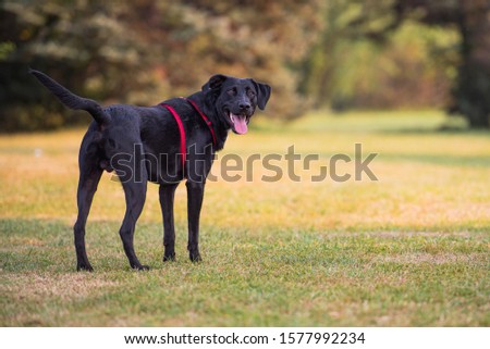 Shutterstock Puzzlepix