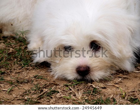 A Cute Bichon Puppy Lying On The Grass. Stock Photo 24945649 : Shutterstock