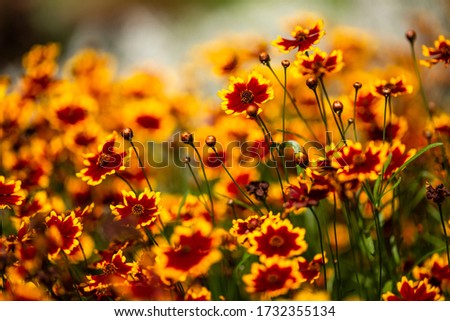 Similar – Image, Stock Photo Inflorescence of Coreopsis Up Tick