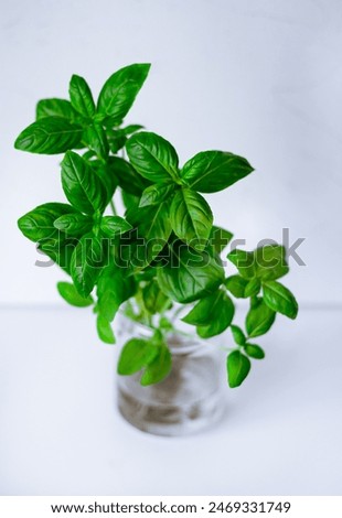 Similar – Image, Stock Photo photo of basil growing in a pot near a window