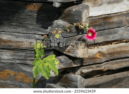 Similar – Image, Stock Photo Red flowers growing against a pale yellow wall