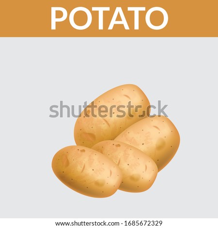 Potatoes vector illustration. Isolated white background. Transparent objects used for lights and shadows drawing. Sweet potato, Young potato isolated, Raw potato food, Fresh potatoes in an old sack