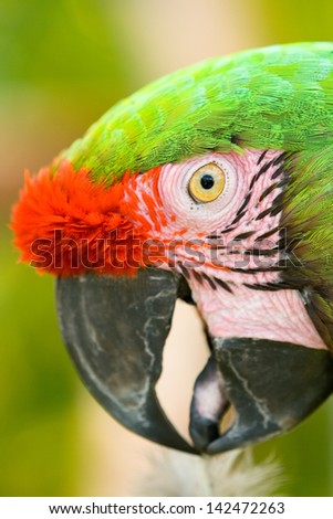 Side portrait of parrot with green and red plumage.