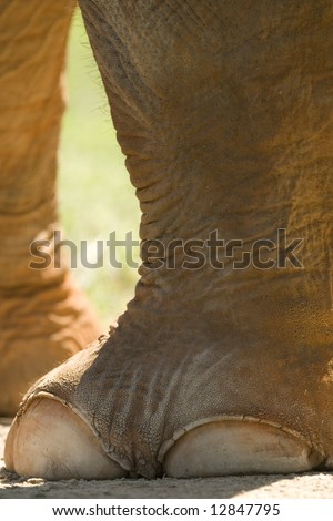 Close up of an elephant\'s foot
